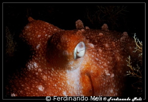 Octopus by Ferdinando Meli 